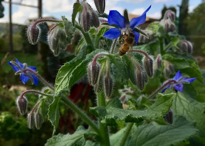 Le Nid De Salsa Walferdange