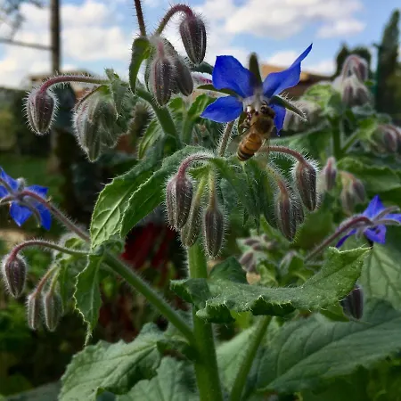 Le Nid De Salsa Walferdange